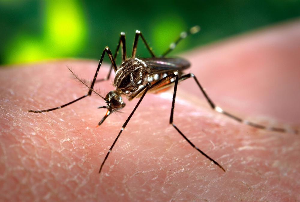 Secretaría_de_Salud_del_Quindío_mantiene_control_sobre_la_proliferación_del_Aedes_Aegypti_mosquito_transmisor_del_dengue.jpg - 419.88 kB