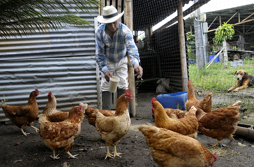 Gobernación realiza acompañamiento constante a los productores que recibieron gallinas ponedoras