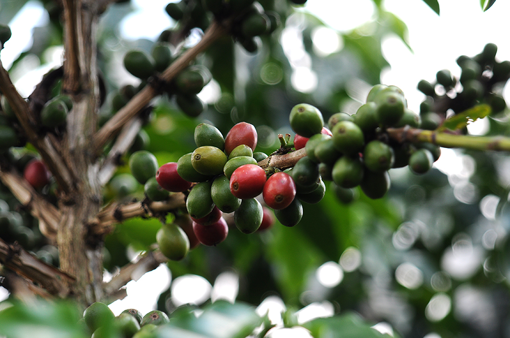 Caficultores quindianos exportarán cafés especiales a Brasil gracias a la articulación de la Gobernación del Quindío con otras entidades