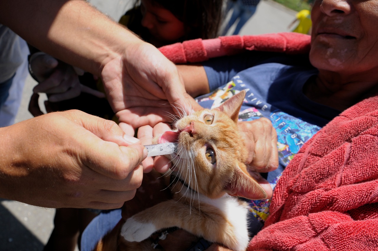 Este sábado habrá jornada de vacunación antirrábica para perros y gatos en Pijao Buenavista y Calarcá