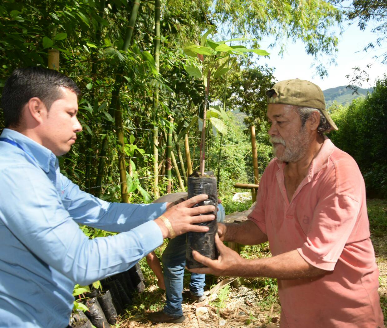 Proyecto de Alianzas Productivas entrega 62.000 árboles de cacao a agricultores quindianos