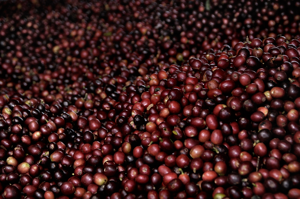 El 10 del café producido en el Quindío se vende con sobreprecio
